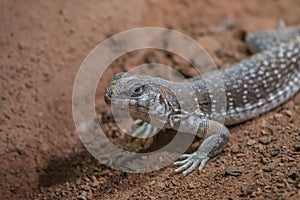 Lizard in a terrarium enyoing the warmth of the lamps