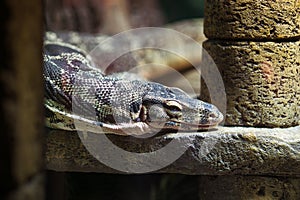 Lizard in a terrarium at the zoo