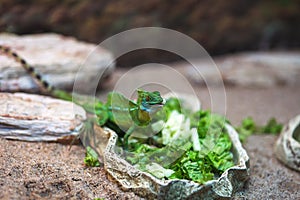 Lizard in a terrarium at the zoo