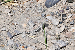 Lizard in Tibet at an altitude of about 5000 meters above sea level