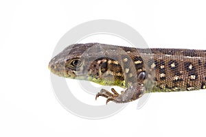 Lizard with tick isolated on a white background