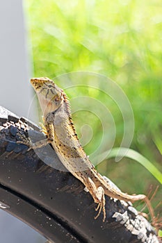 Lizard on the tire of a bicycle in the park. Close up