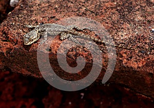 Lizard photo