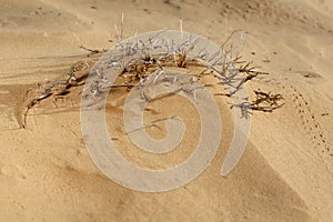 Lizard toadhead agama in the sand dunes in the evening.