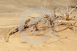 Lizard toadhead agama in the sand dunes in the evening.