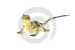 Lizard toy isolated on white