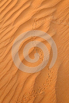 Lizard tracks on desert sand
