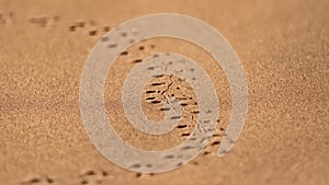 Lizard tracks, Namib desert, Namibia