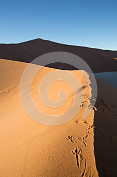 Lizard tracks on sand dune