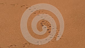 Lizard tracks on sand in Namib desert, Namibia