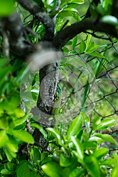 Lizard on a tree