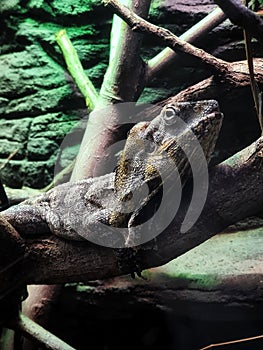 Lizard on a Tree Branch
