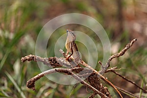 Lizard on the tree branch