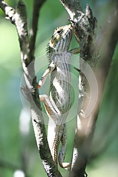 Lizard on tree