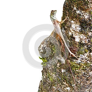 Lizard on the tree isolated on white background