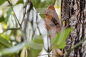 Lizard on a tree near Hue, Central Vietnam
