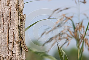Lizard on a tree photo