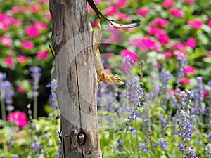 Lizard On Tree Trunk With Colorful Flowers Garden Background