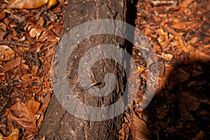 Lizard on tree trunk