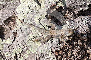 Lizard on trunk detail