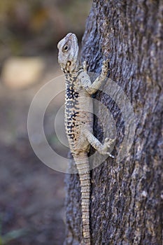 Lizard on the trunk of a tree