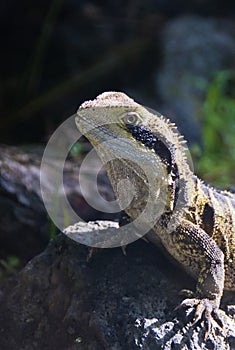 Lizard tuatara