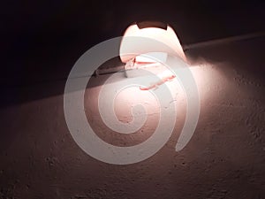 Lizard under lamp shade