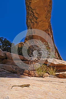 Lizard under Natural Bridge
