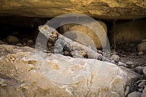 Lizard under stone in the desert