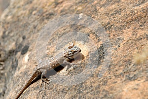 Lizard on Utah Red Rock