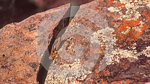 A Lizard at The Valley of Desolation