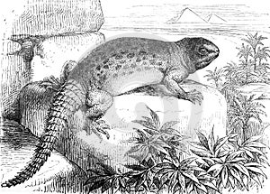 Lizard varanus Uromastyx aegyptia vintage illustration from Brockhause Konversations-Lexikon 1908