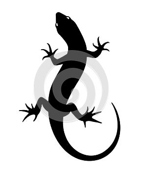 Lizard. Vector black silhouette