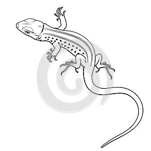 Lizard. Vector clipart. All elements are colorable. photo