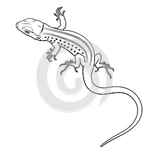 Lizard. Vector clipart. All elements are colorable.