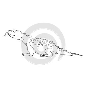 Lizard vector. Hand drawn picture of lizard. Black thin line illustration, isolated on white