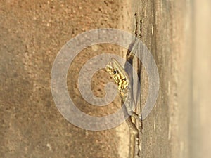 Lizard on a vertical wall.