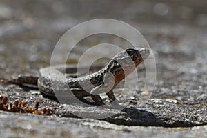 Lizard viviparous lizard Zootoca vivipara formerly Lacerta vivipara Lacerta agilis Reptile Close up Portrait Clear