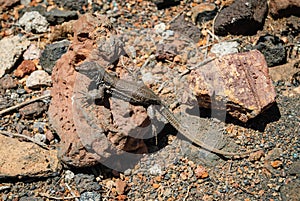 Lizard on volcanic stone