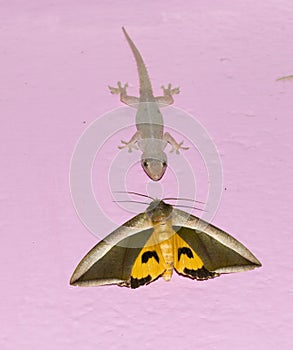 lizard vs moth about to fight hunting on wall eat face to face