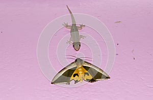 lizard vs moth about to fight hunting on wall eat face to face