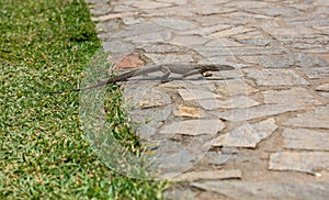 A lizard is walking on a brick sidewalk