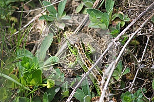 Lizard walking or hide on grass in forest