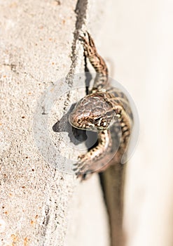 Brown lizard on the wall