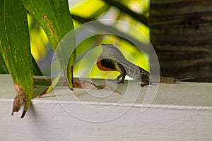 Lizard on the wall in the garden. Close up view