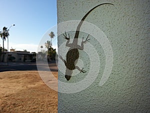 Lizard on wall
