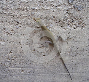 Lizard on wall