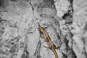 A lizard on a wall with an open mouth.