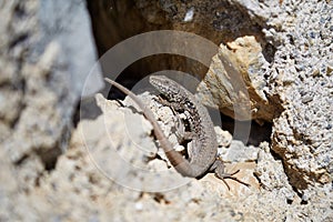 Lizard on a wall