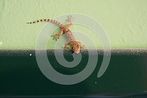 Lizard on the wall, tourist accomodation, Kefalonia, Greece